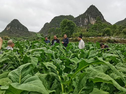 科技賦能綠色發展——廣西煙草商業'十三五'以來煙葉生產科技創新工作側記