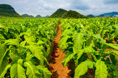 煙田與煙草 歷史、文化與爭議的交織