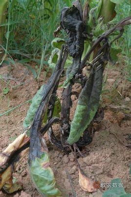 煙草低頭黑病 成因、癥狀與防治策略