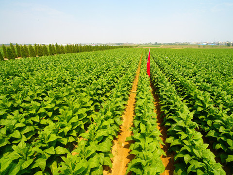 煙草種植 從煙地選擇到收獲的農業實踐