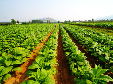 煙草種植 從田間到消費的復雜歷程